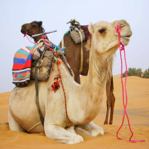 Overnight camel trekking in Merzouga
